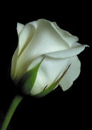 White Rose